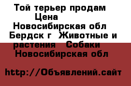Той терьер продам › Цена ­ 5 000 - Новосибирская обл., Бердск г. Животные и растения » Собаки   . Новосибирская обл.